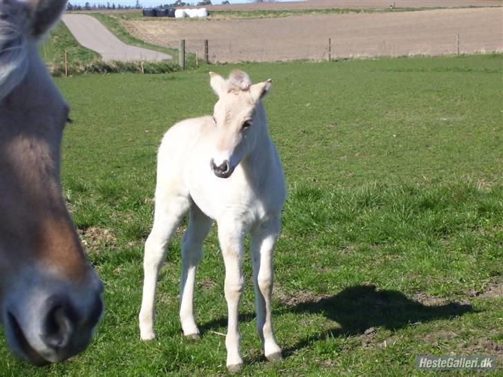 Fjordhest Fie *SOLGT* billede 8