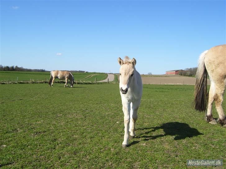 Fjordhest Fie *SOLGT* billede 9