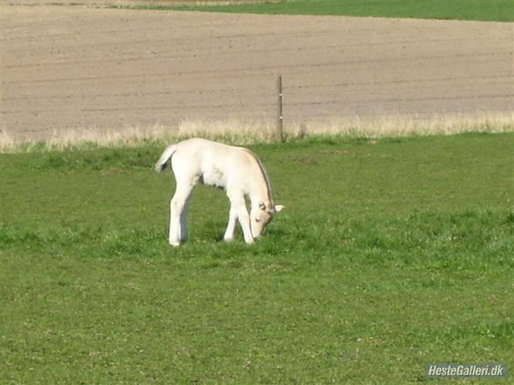 Fjordhest Fie *SOLGT* billede 10