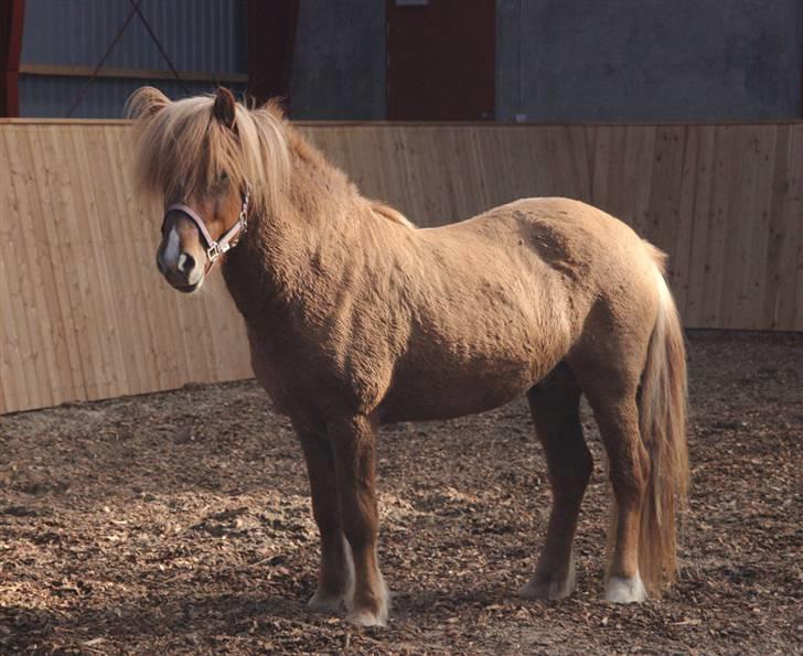 Islænder Kvistur fra Merkihvoll billede 6