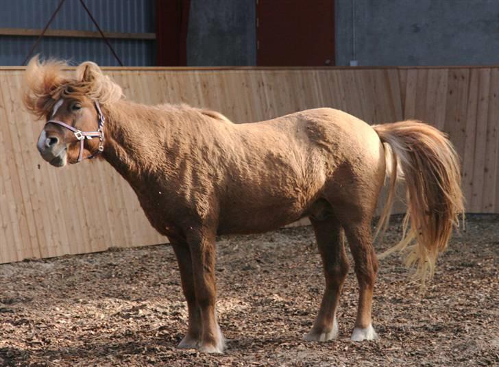 Islænder Kvistur fra Merkihvoll billede 12