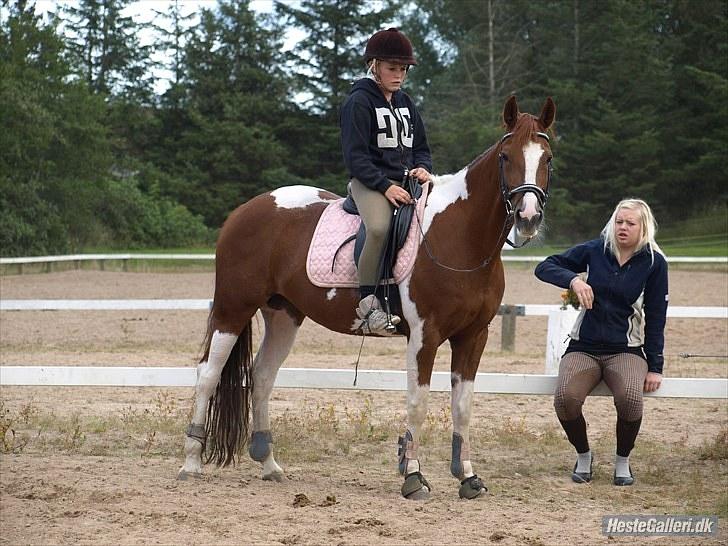 Hollandsk Sportspony Roma - mig, roma og amandapigen. billede 8