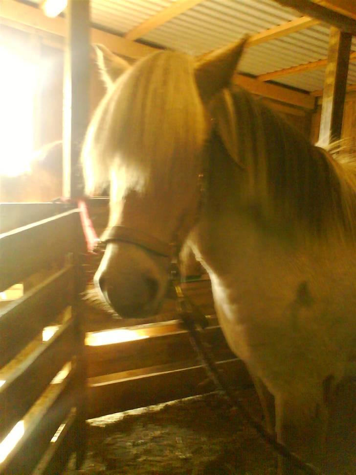 Fjordhest Bellis billede 7