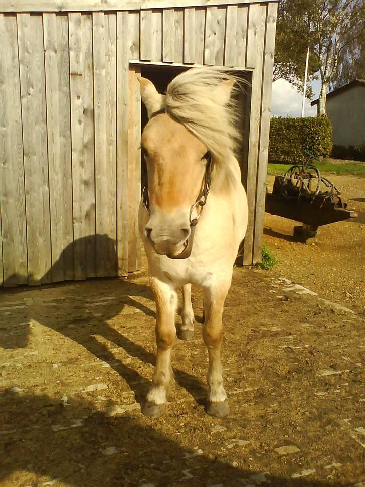 Fjordhest Bellis - første gang med hovedtøj på :) billede 8