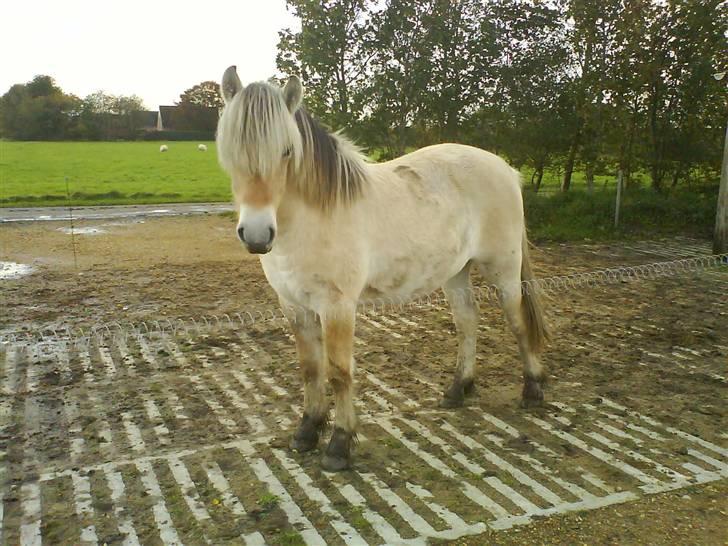 Fjordhest Bellis billede 9