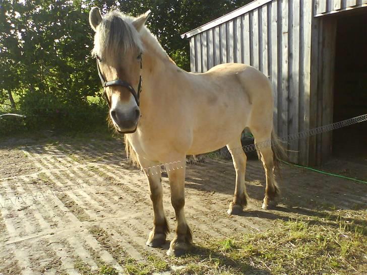 Fjordhest Laika billede 1