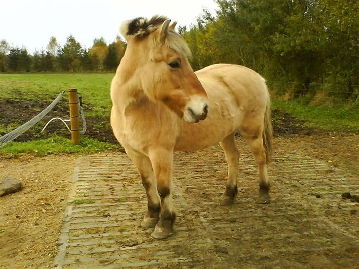Fjordhest Laika billede 2