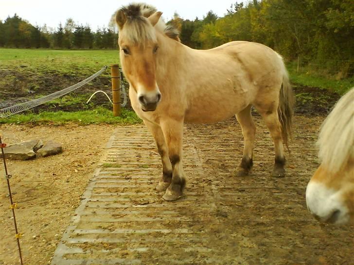 Fjordhest Laika billede 3