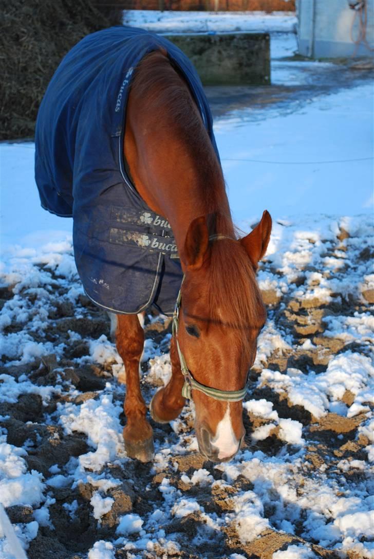 Anden særlig race Oliver - Oliver i sneen :) billede 12