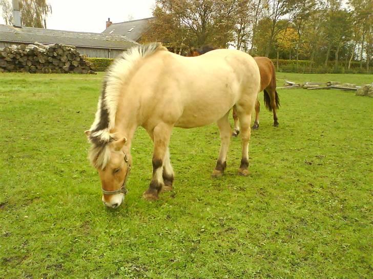 Fjordhest Laika billede 4