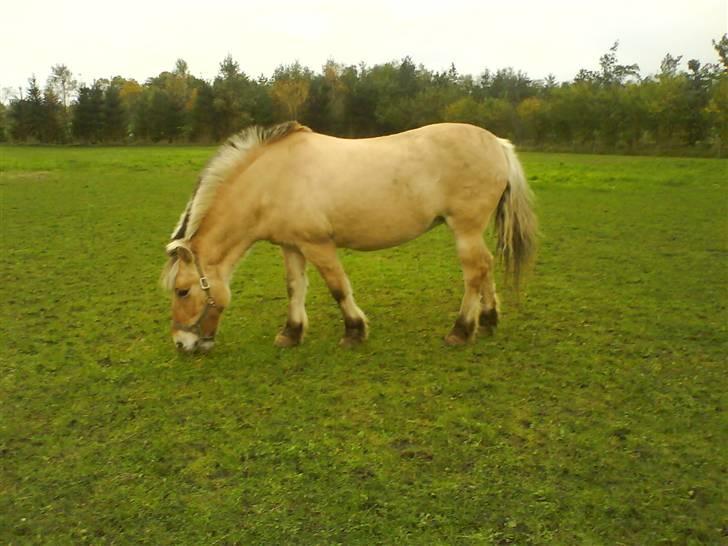 Fjordhest Laika billede 5