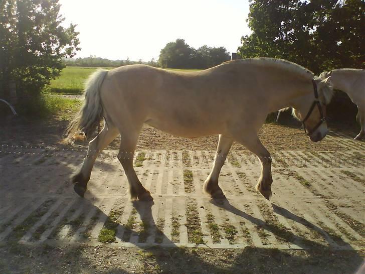 Fjordhest Laika billede 6