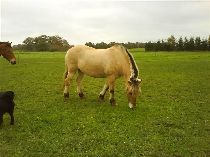 Fjordhest Laika billede 7