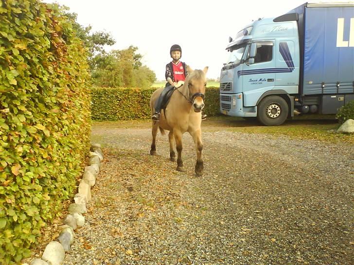 Fjordhest Laika billede 8