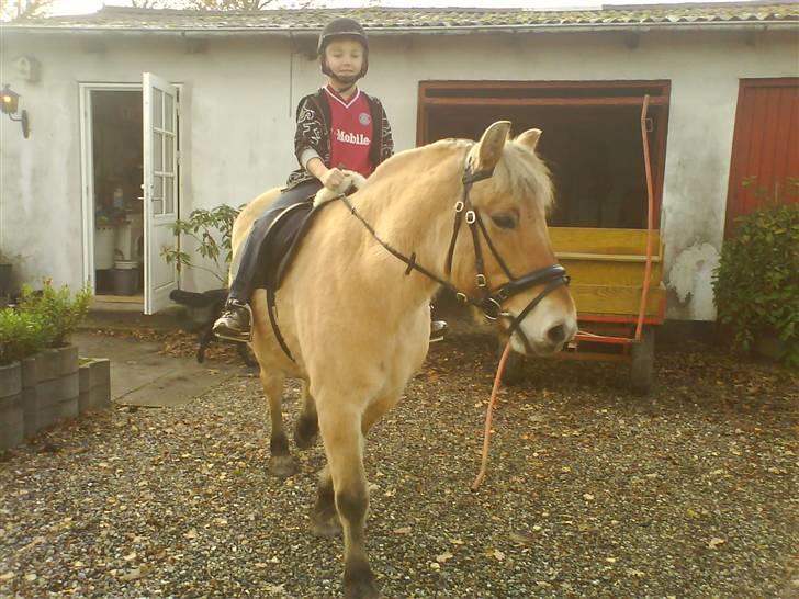 Fjordhest Laika billede 9