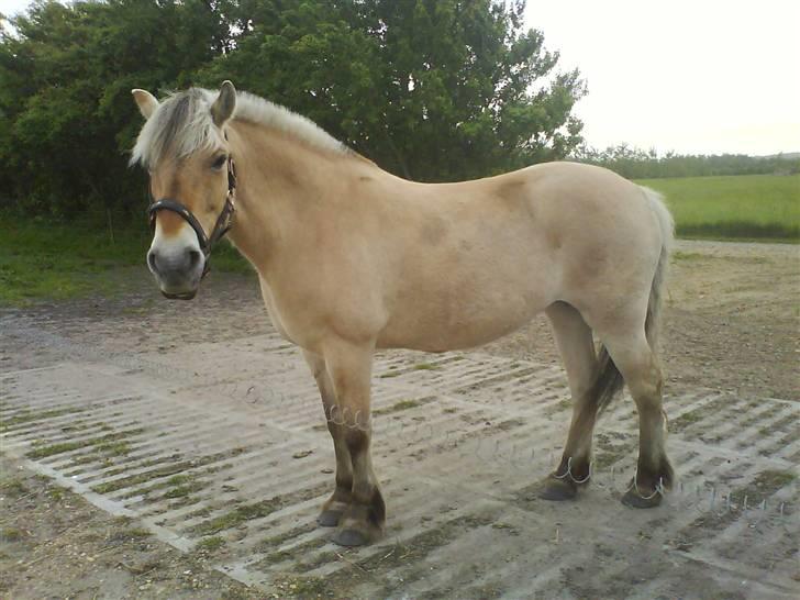 Fjordhest Laika billede 10