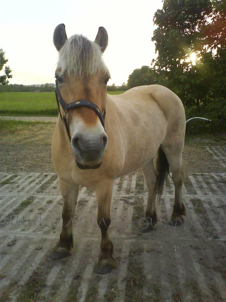 Fjordhest Laika billede 11