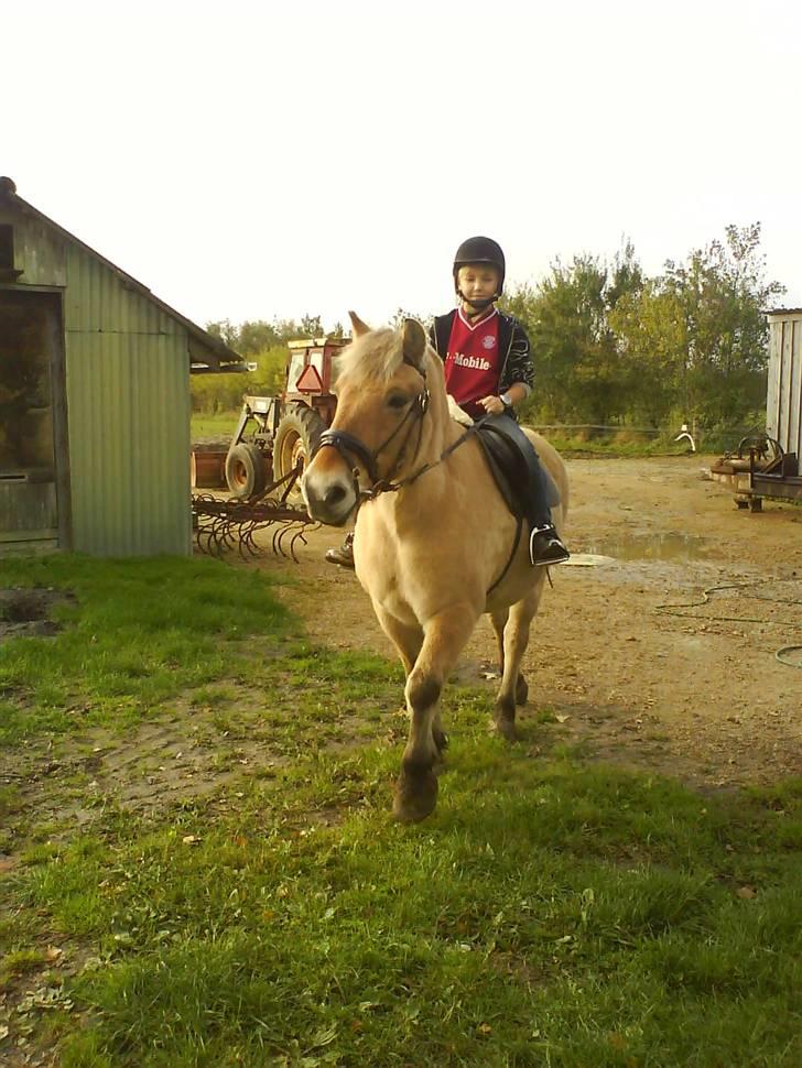 Fjordhest Laika billede 12