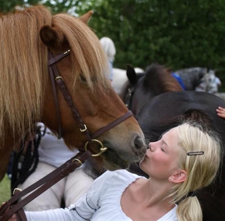 Shetlænder Smevallens Joker - jeg kysser Joker Foto: Birgitte Wind billede 8