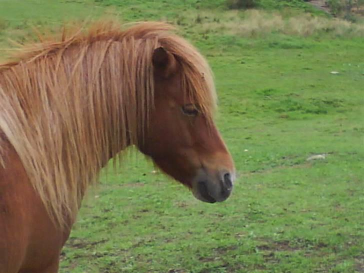 Shetlænder Smevallens Joker - joker Foto: mig billede 9