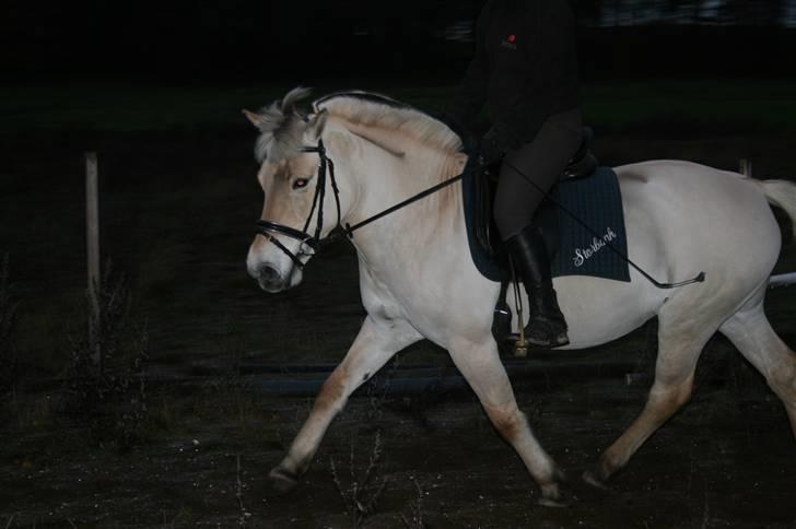 Fjordhest Tulle (Min<3) billede 19