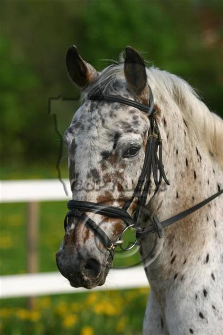 Anden særlig race Galant<3 (aflivet) :´( billede 6