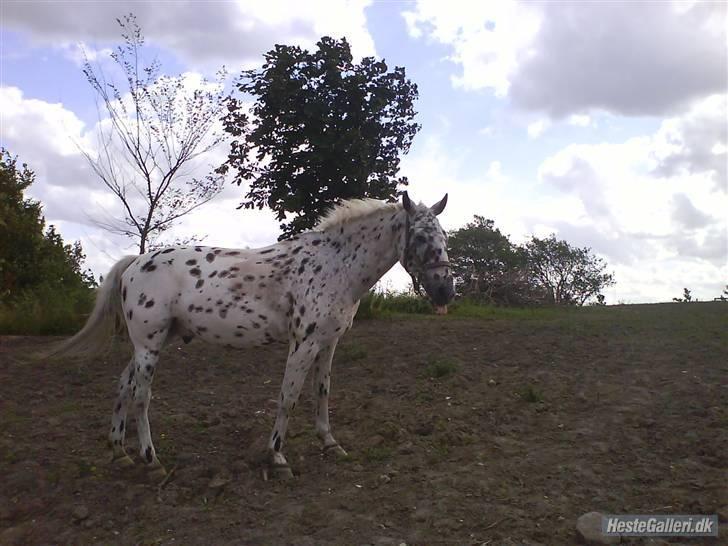 Anden særlig race Galant<3 (aflivet) :´( billede 7