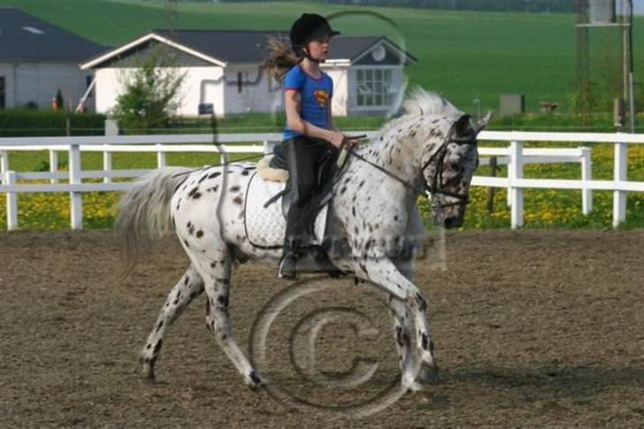 Anden særlig race Galant<3 (aflivet) :´( billede 8