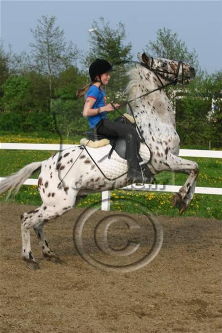 Anden særlig race Galant<3 (aflivet) :´( billede 10