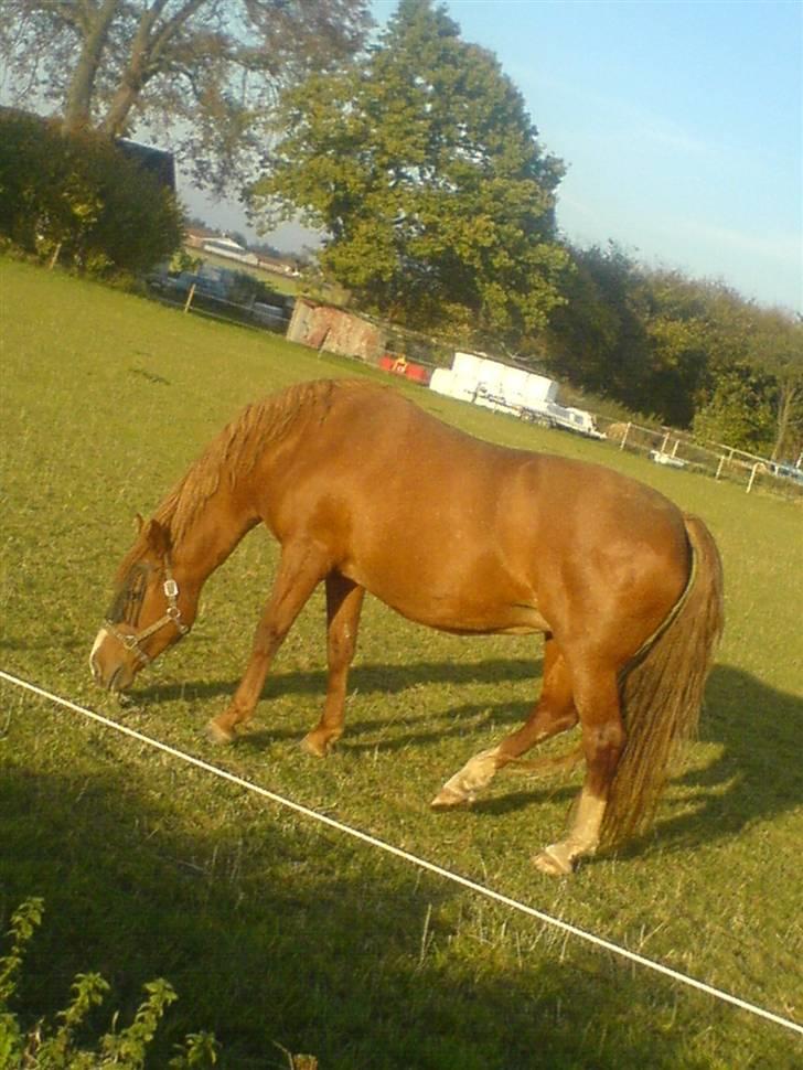 Frederiksborg | Tatjana | ( R. I. P.)  billede 14