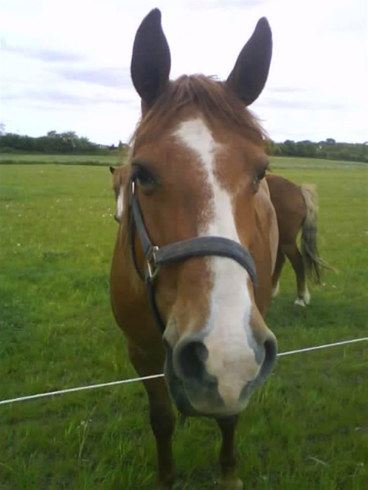 Frederiksborg | Tatjana | ( R. I. P.)  billede 16