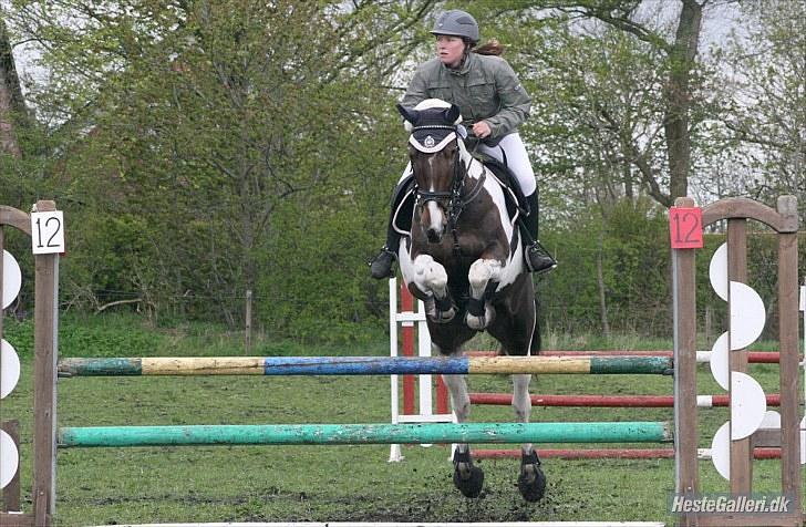 Pinto Selina billede 13