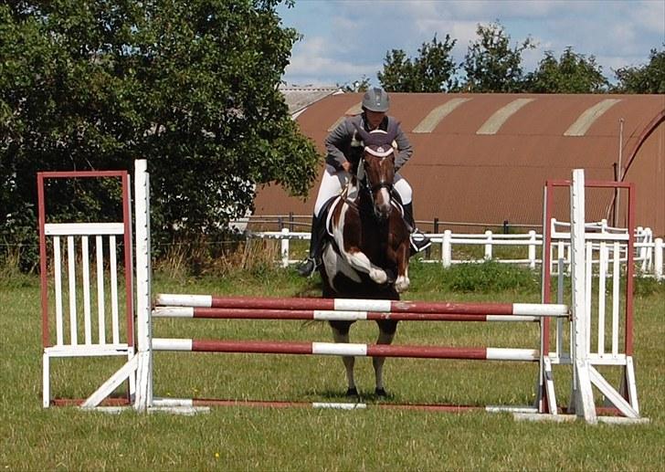 Pinto Selina billede 15