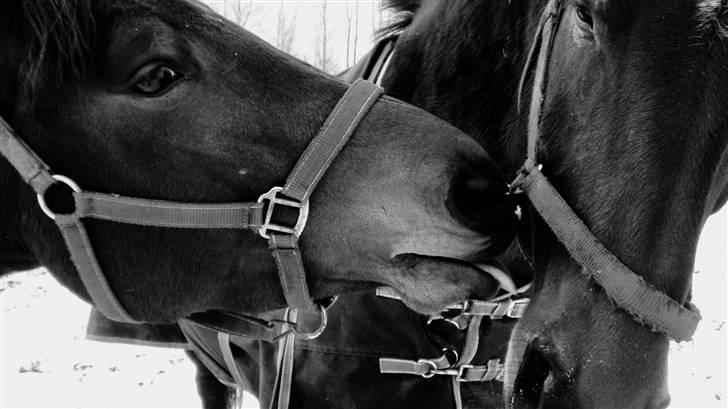 Dansk Varmblod May Spirit - Velkommen til Spirits profil billede 6