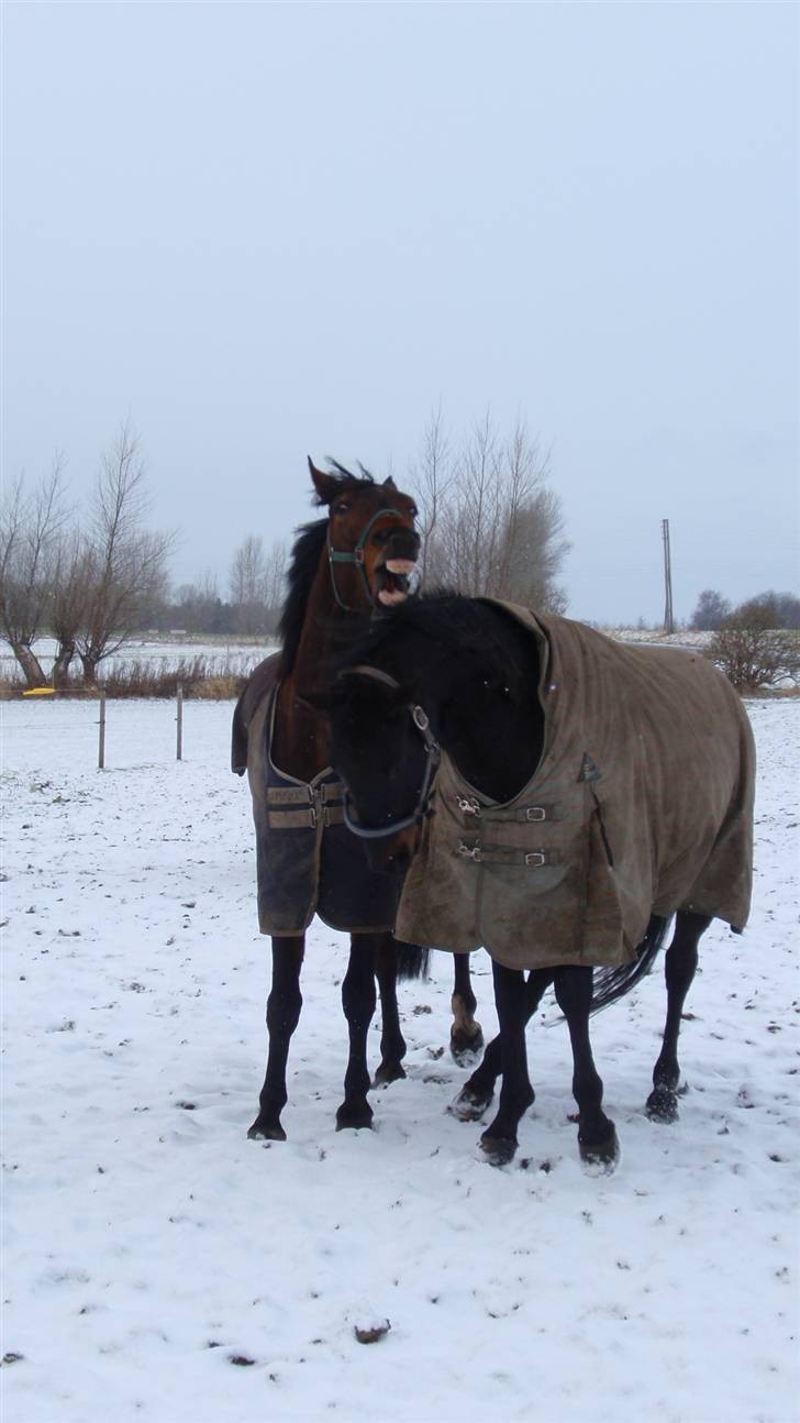 Dansk Varmblod May Spirit - Leg på marken. billede 7