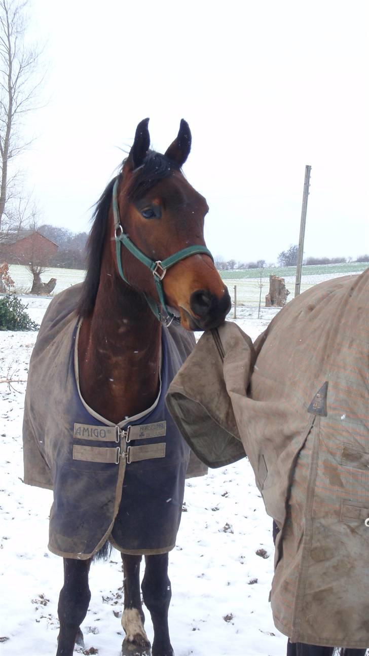 Dansk Varmblod May Spirit billede 8