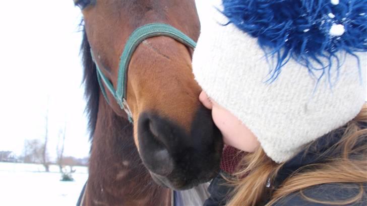 Dansk Varmblod May Spirit - Kys mig. billede 9