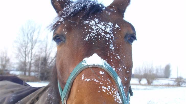 Dansk Varmblod May Spirit - Sneboldskamp billede 10