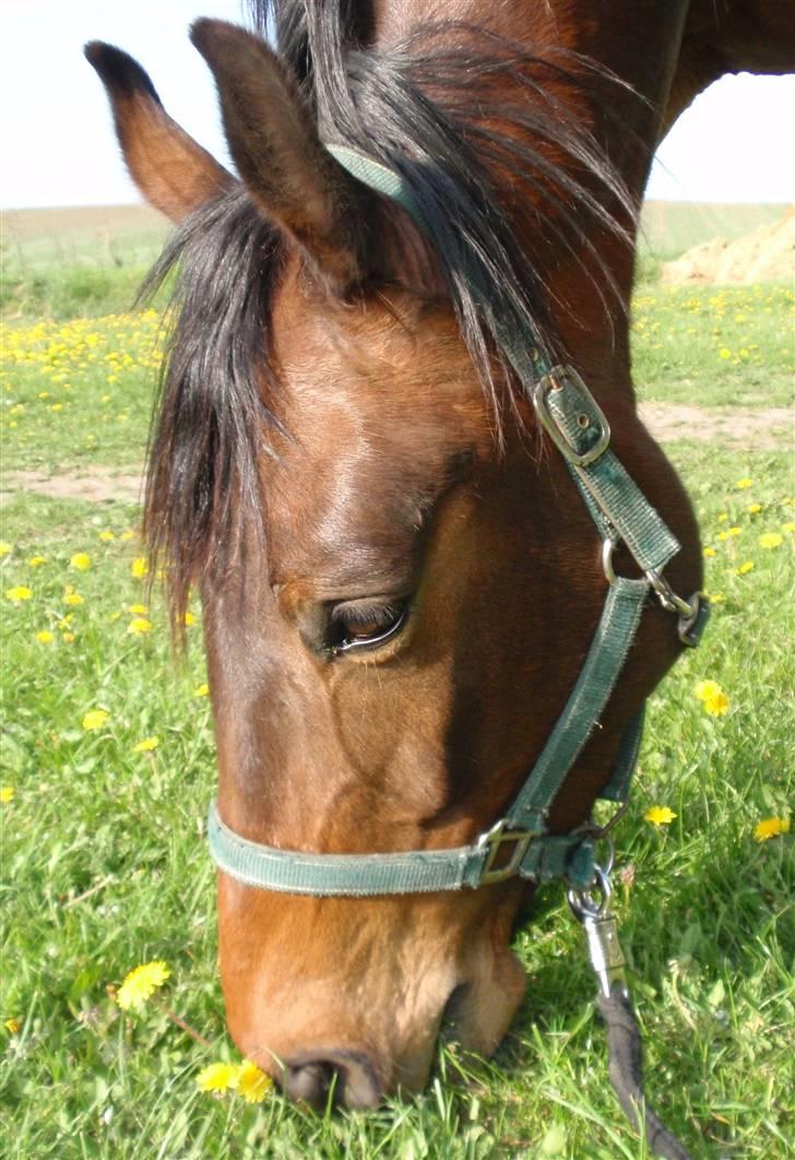 Dansk Varmblod May Spirit - Forår. billede 11