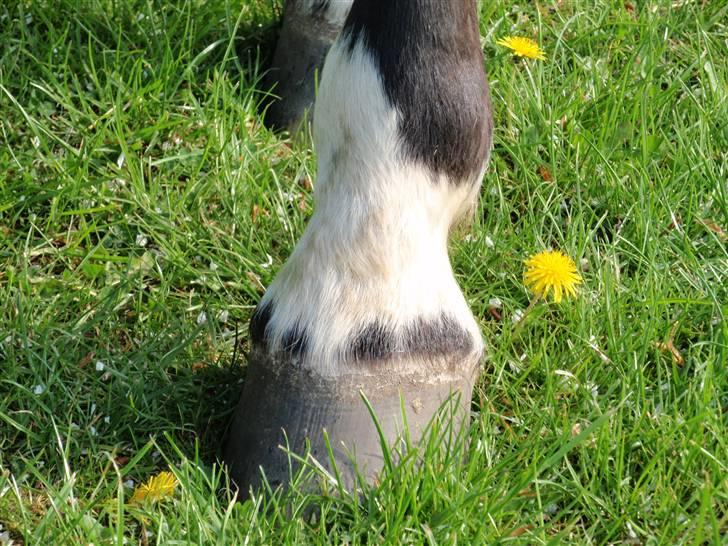 Dansk Varmblod May Spirit - Sjove aftegninger arvet fra mor. billede 12