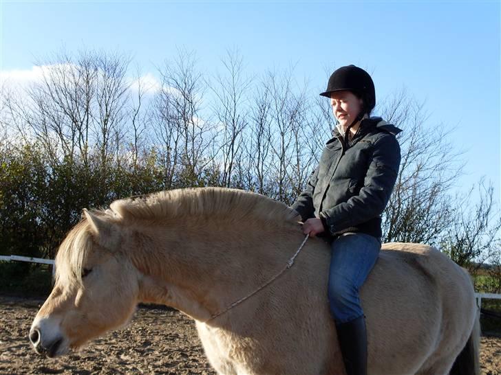 Fjordhest Einar Frølunde (Zorro) - Godt vejr, sød hest - dejligt! billede 16