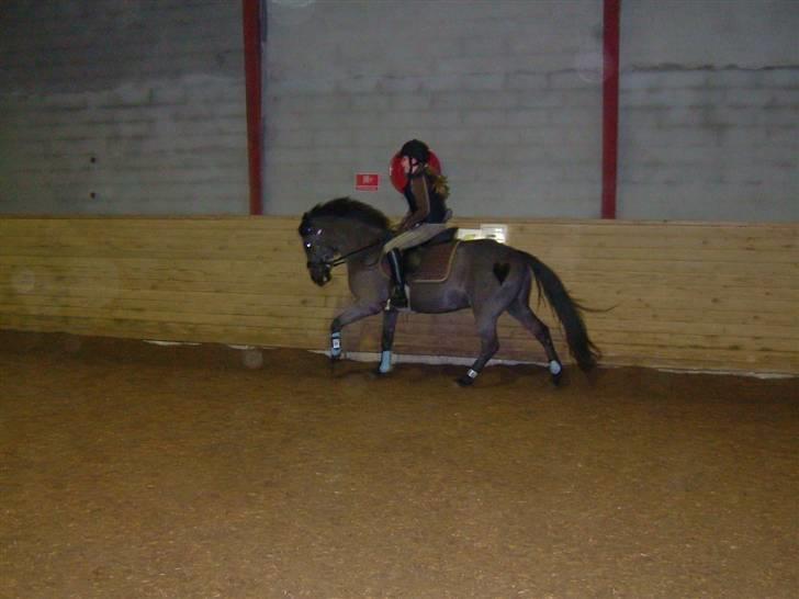 Anden særlig race Gizmo *solgt* - *NYT* Pernille og Giz i galop billede 10