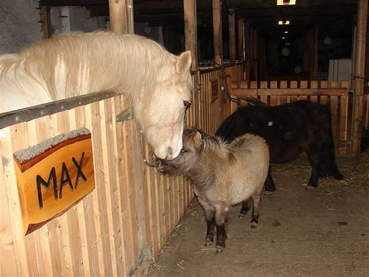 Palomino Max Edslev - SOLGT - Max hilser på Beauty - så søde billede 13