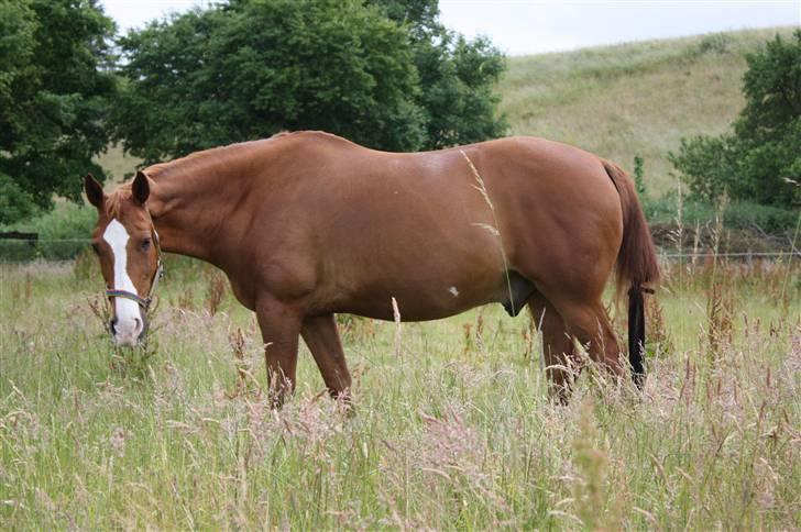 Anden særlig race Kosak *Pony* - Sommeren 08. billede 7