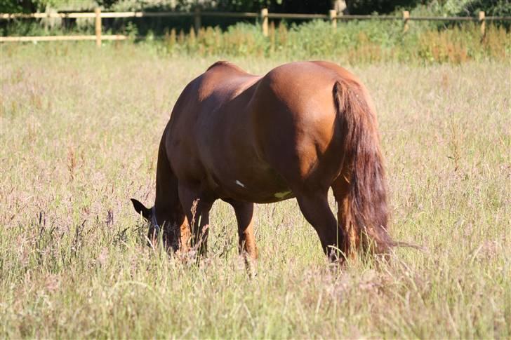 Anden særlig race Kosak *Pony* - Pony på græs. billede 8
