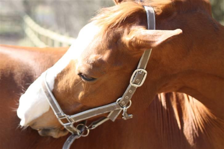 Anden særlig race Kosak *Pony* - Det klør lige... billede 9