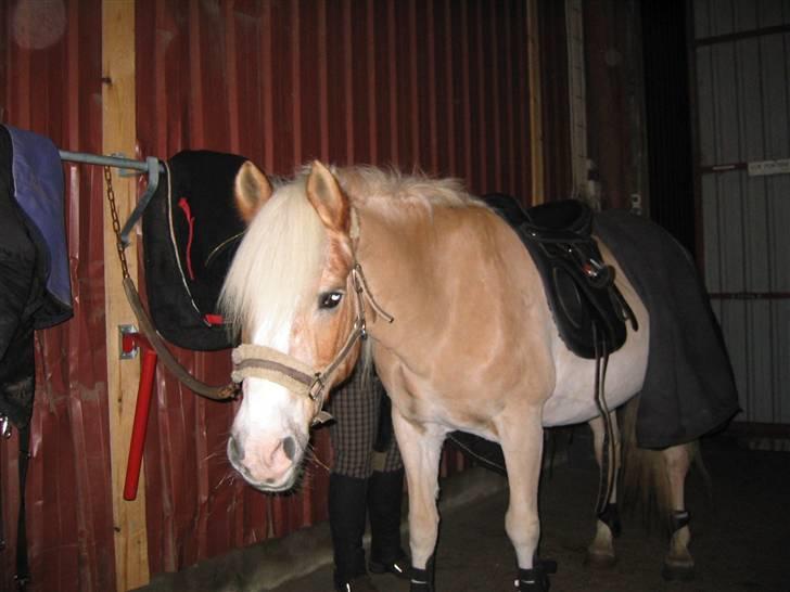 Tyroler Haflinger Lizette (RIP) - Nyklippet og med ny sadel ;o) billede 20