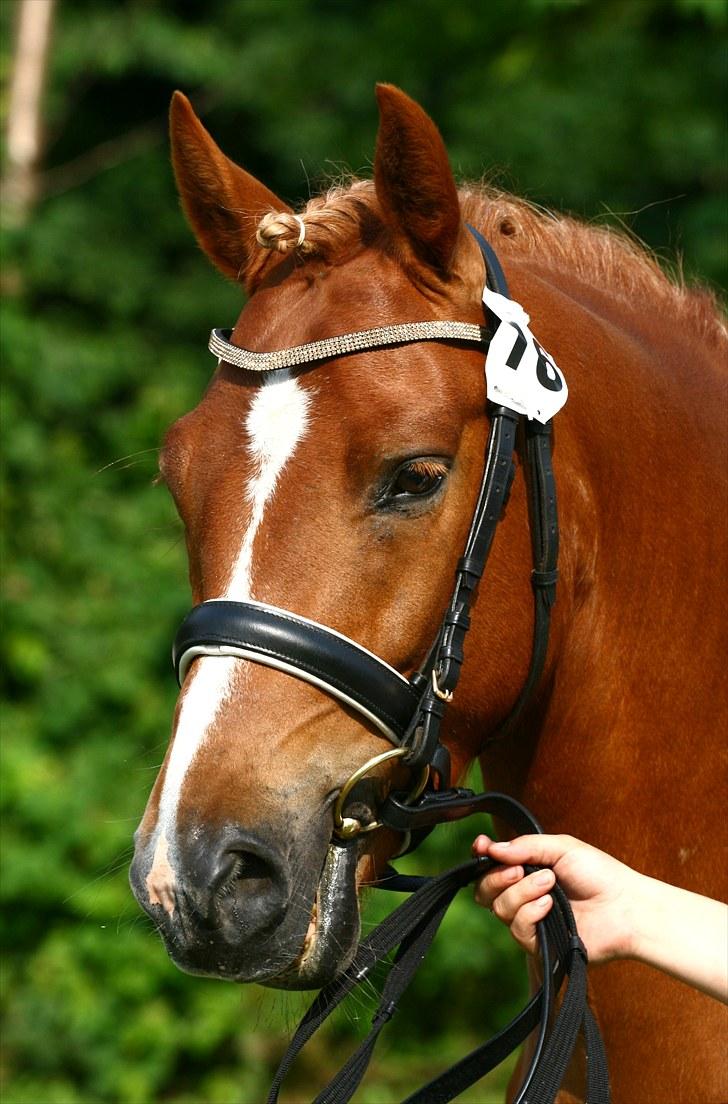 New Forest Fencer Blue Skønager - Gørlev dyreskue, Eksteriør bedømmelse ved mønstring. Fik 23 FLOTTE ponit, gik fløj!!! og fik ærespræmie :D Af Camilla Rosenlund / CR-FOTO billede 1