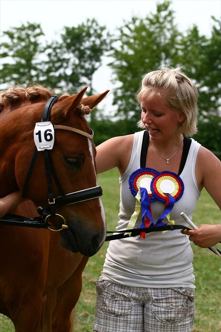 New Forest Fencer Blue Skønager - Vores smukke rosetter der ikke ville sidde på trensen :D Af Camilla Rosenlund CR-Foto billede 2