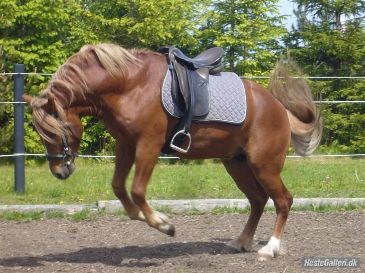 New Forest Fencer Blue Skønager - min lille mand med sadel :D hehe var oppe og sidde på ham den dag på trods at de vilde hop :D billede 6